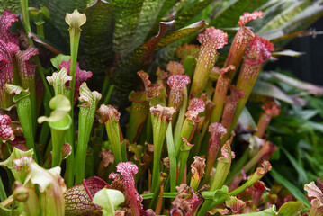 Close-up of colorful Sarracenia pitcher plants with vibrant tubular leaves in green and red tones. Exotic carnivorous plants creating a bold natural background.
