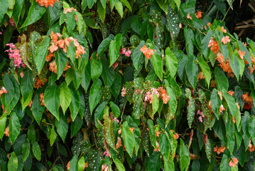 Close-up of Begonia maculata with green leaves and white spots, featuring delicate orange and pink flowers. Lush botanical background with copy space