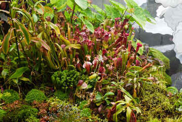 Colorful carnivorous plants including Sarracenia and Nepenthes grow lush in a tropical greenhouse garden, surrounded by moss and exotic foliage.