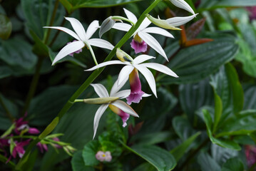 Close-up of Phaius tankervilleae, known as nun's orchid, with elegant white petals and purple lips blooming among lush green tropical foliage.