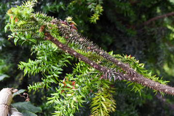 Close-up of spiky brown branches and green needle-like foliage of a monkey puzzle tree in a lush garden setting.