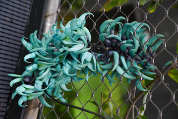 Close-up of Strongylodon macrobotrys, also known as jade vine, with striking turquoise claw-shaped flowers growing along a metal fence in tropical surroundings.