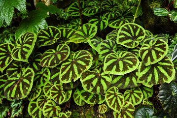 Close-up of Begonia masoniana, also called iron cross begonia, with striking green leaves marked by dark brown cross-like patterns, growing in dense foliage.