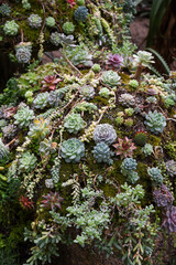 Vertical view of a lush succulent arrangement with various Echeveria and Sedum species growing on moss-covered surface in a desert garden.