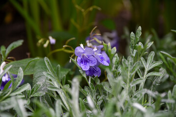 Delicate purple Viola flowers blooming among green foliage in a garden setting, with soft natural light and blurred background for a peaceful feel.
