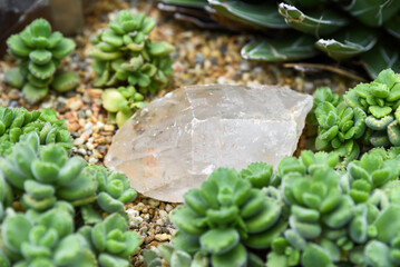 Small clear quartz crystal surrounded by blue-green succulents in a dry rock garden. Natural mineral with glossy texture and rough edges.