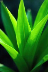 Serene Green Plant Close-Up Radiating Calm and Tranquility, Evoking Peace and Wellbeing in Nature