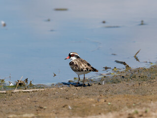 Black-fronted Dotterel (Charadrius melanops) wading along the shoreline with water in background.