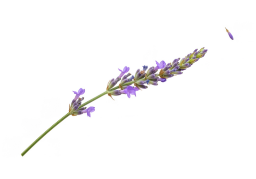 Isolated Lavender Flower Transparent Background Floral Aromatic Herb