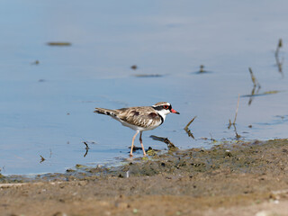 Black-fronted Dotterel (Charadrius melanops) wading along the shoreline with water in background.