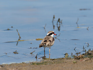 Black-fronted Dotterel (Charadrius melanops) wading along the shoreline with water in background.