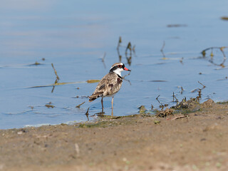 Black-fronted Dotterel (Charadrius melanops) wading along the shoreline with water in background.