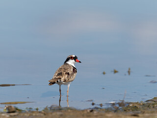 Black-fronted Dotterel (Charadrius melanops) wading along the shoreline with water in background.