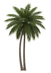 Isolated Palm Tree Illustration, Transparent Background, Tropical Vacation Green
