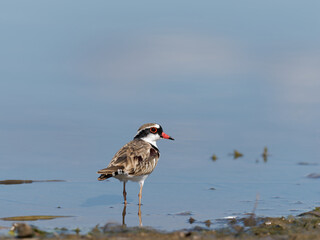 Black-fronted Dotterel (Charadrius melanops) wading along the shoreline with water in background.
