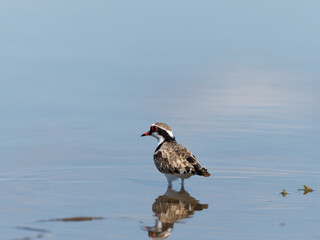 Black-fronted Dotterel (Charadrius melanops) wading along the shoreline with water in background.