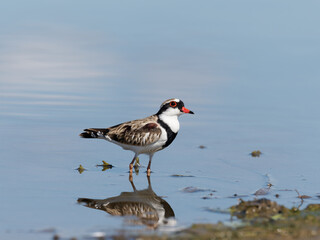 Black-fronted Dotterel (Charadrius melanops) wading along the shoreline with water in background.