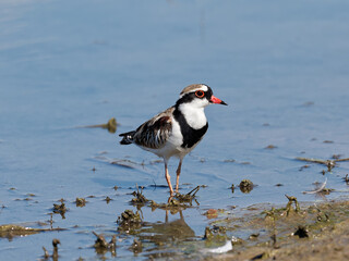 Black-fronted Dotterel (Charadrius melanops) wading along the shoreline with water in background.