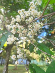 water guava plants with flowers that are in bloom