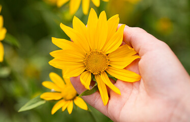 A false yellow sunflower being help by the hand of a young child
