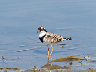 Black-fronted Dotterel (Charadrius melanops) wading along the shoreline with water in background.