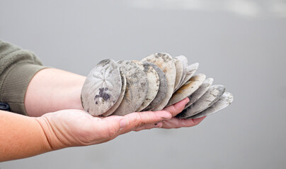 A person holding a group of found sand dollars on the beach