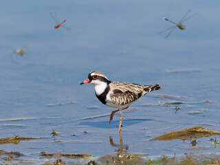 Black-fronted Dotterel (Charadrius melanops) wading along the shoreline with water in background.