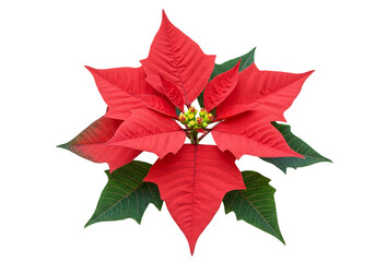 Isolated Poinsettia Flower Bright Red Star Christmas Transparent PNG
