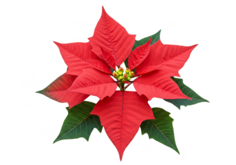 Isolated Poinsettia Flower Bright Red Star Christmas Transparent PNG
