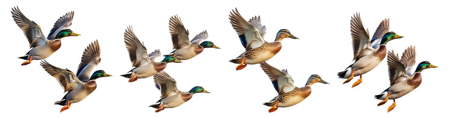 Obraz premium Ducks Flying Gracefully in a Clear Blue Sky Over Natural Habitat, PNG bundle collection, Isolated on Transparent Background, PNG bundle collection, Isolated on Transparent Background