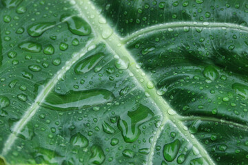 Close-up of a green leaf with fresh water droplets after rain. Natural texture and vibrant foliage background, perfect for nature or botanical themes.