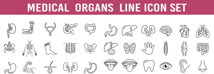 Vector Medical organs line icon set. anatomy, organ, body, muscle, bone, medicals, icon, line, vector, set, outline, pictogram, illustration.