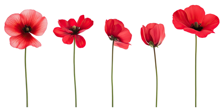 Five vibrant red poppies against a black background.  Detailed, digitally rendered flower illustrations