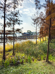 Tranquil Lakefront Scene with Lush Vegetation and Scenic Boardwalk
