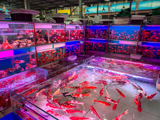Lively Fish Market Filled with Colorful Koi and Goldfish Aquariums
