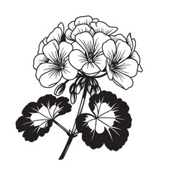 Detailed vector illustration of a geranium flower blooming with leaves in black and white