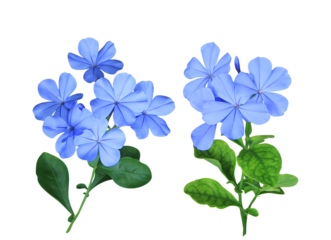 White plumbago or Cape leadwort flower. Collection of small blue flower bouquet isolated on transparent background.	