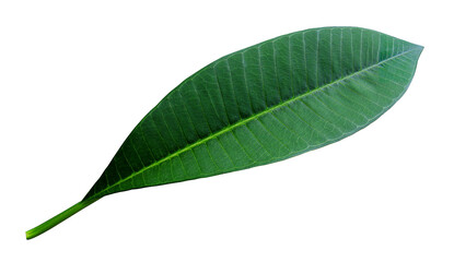 Close up green leaves of plumeria or frangipani tree isolated on transparent background.	