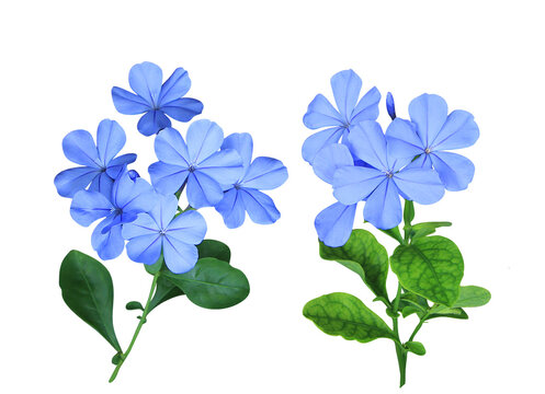 White plumbago or Cape leadwort flower. Collection of small blue flower bouquet isolated on transparent background.	