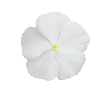 Close up of white Catharanthus roseus or Madagascar periwinkle or Vinca or Old maid or Cayenne jasmine or Rose periwinkle flower bouquet isolated on transparent background.	