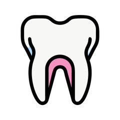 Anatomy of human tooth isolated on White Background