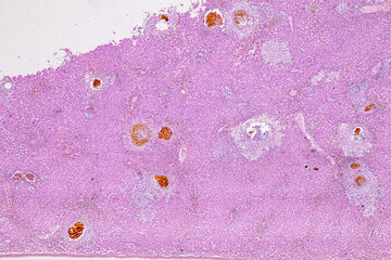 Pathology and Histology Tissue of Mammals under microscope.