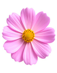  Realistic Pink Cosmos Flower in Top View – Botanical PNG Isolated.