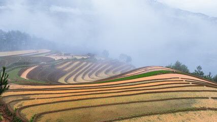 Hmong farmers prepare their fields and plant rice on terraced fields in Mu Cang Chai, Yen Bai....
