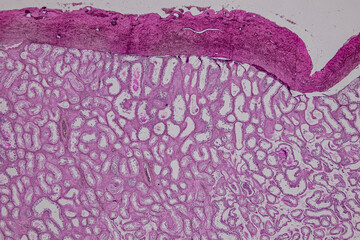 Pathology and Histology Tissue of Mammals under microscope.