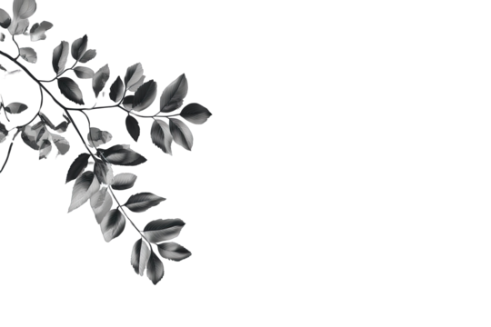 Gray leaf branch on black background