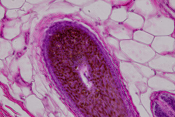 Pathology and Histology Tissue of Mammals under microscope.
