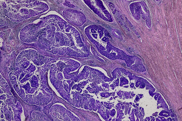 Pathology and Histology Tissue of Mammals under microscope.