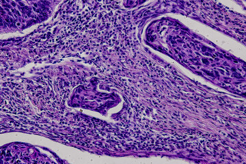 Pathology and Histology Tissue of Mammals under microscope.