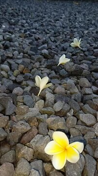 yellow frangipani flowers that have fallen on the pebbles